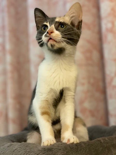 Priscilla - Dilute Calico