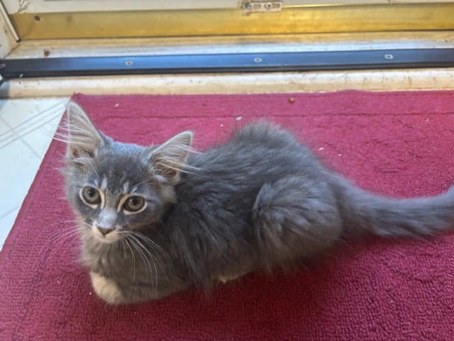 Stevie - Domestic Medium Hair