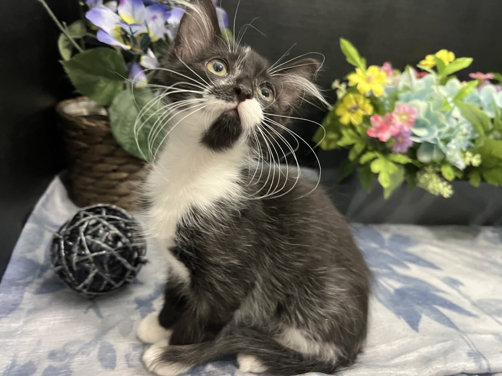 Jeeves - Domestic Medium Hair