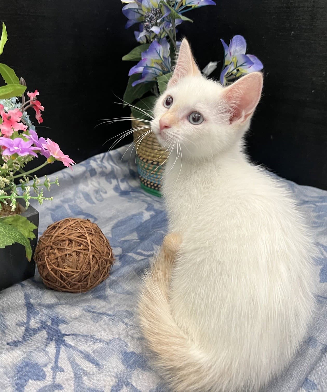 Queso - Siamese