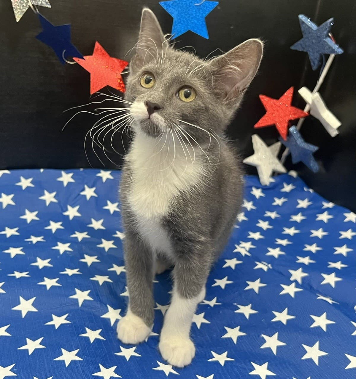 Jemma - Domestic Short Hair
