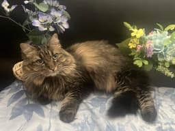 Daisy image 1