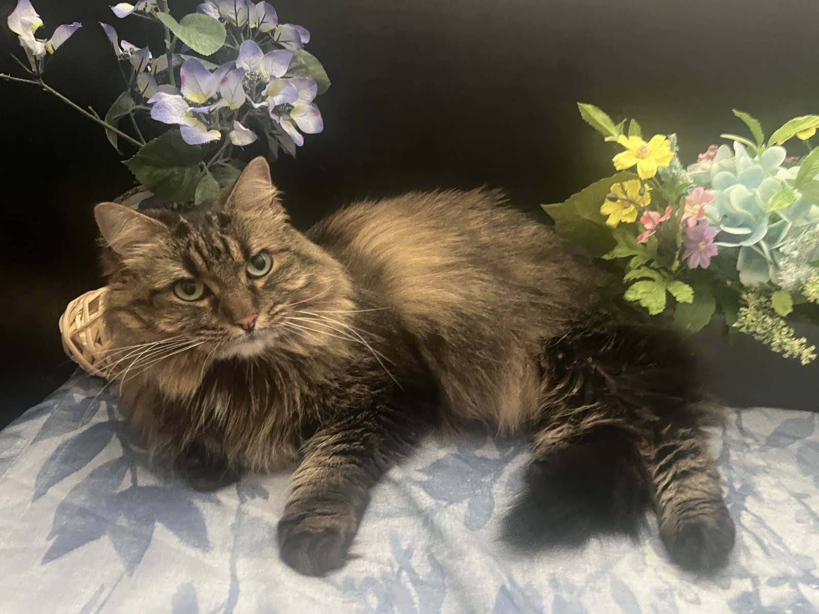 Daisy - Domestic Long Hair