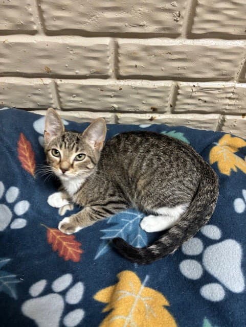 Diesel - Tabby