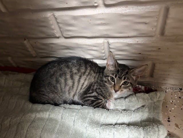 Dakota - Tabby