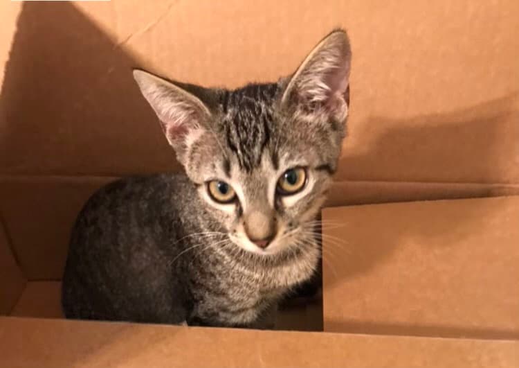 Mimi - Tabby