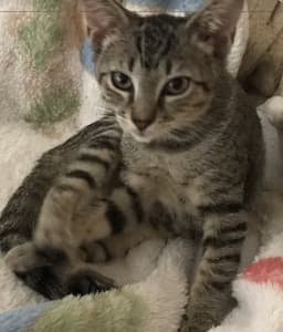 Mimi image 2