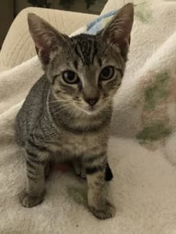 Mimi image 3