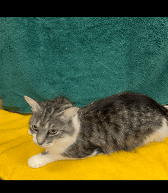 Willow - Domestic Medium Hair