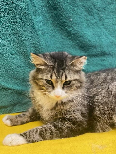 Ivey - Domestic Medium Hair