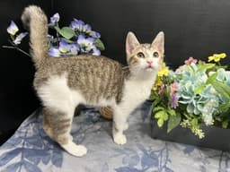 Clawdette image 1