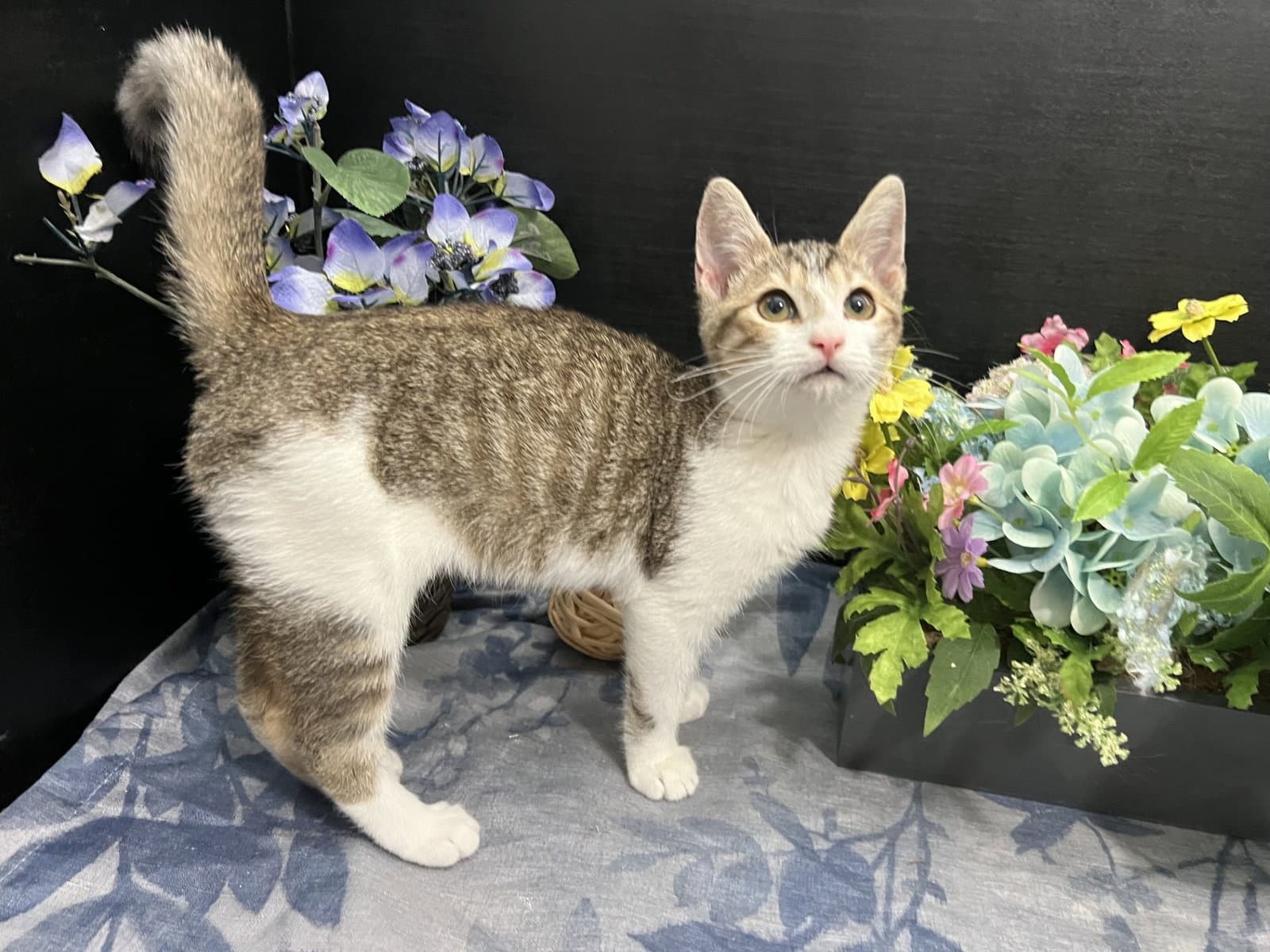 Clawdette - Tabby