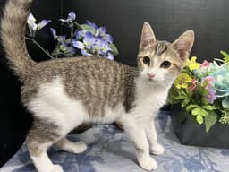 Clawdette image 3