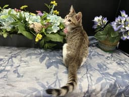 Clawdette image 4