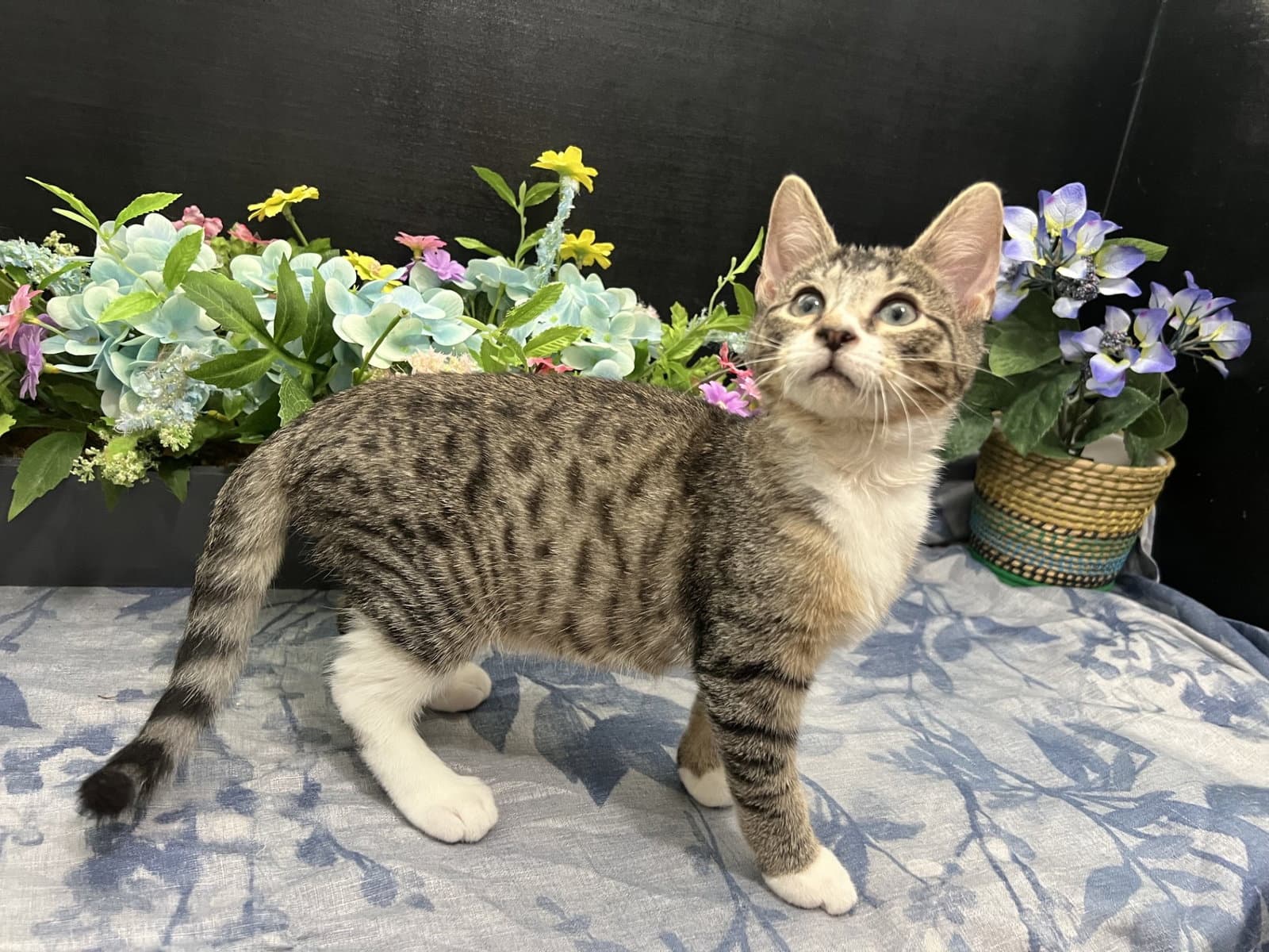 Lambert - Tabby