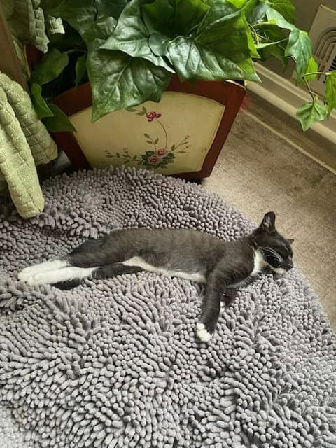 Randy - Domestic Short Hair