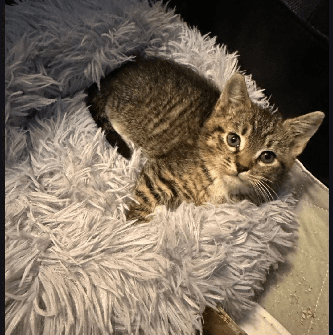 Dexter - Tabby