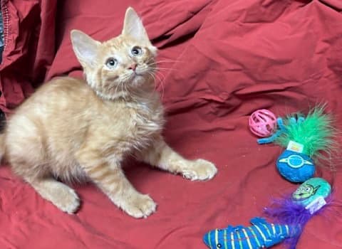 Kingston - Domestic Medium Hair