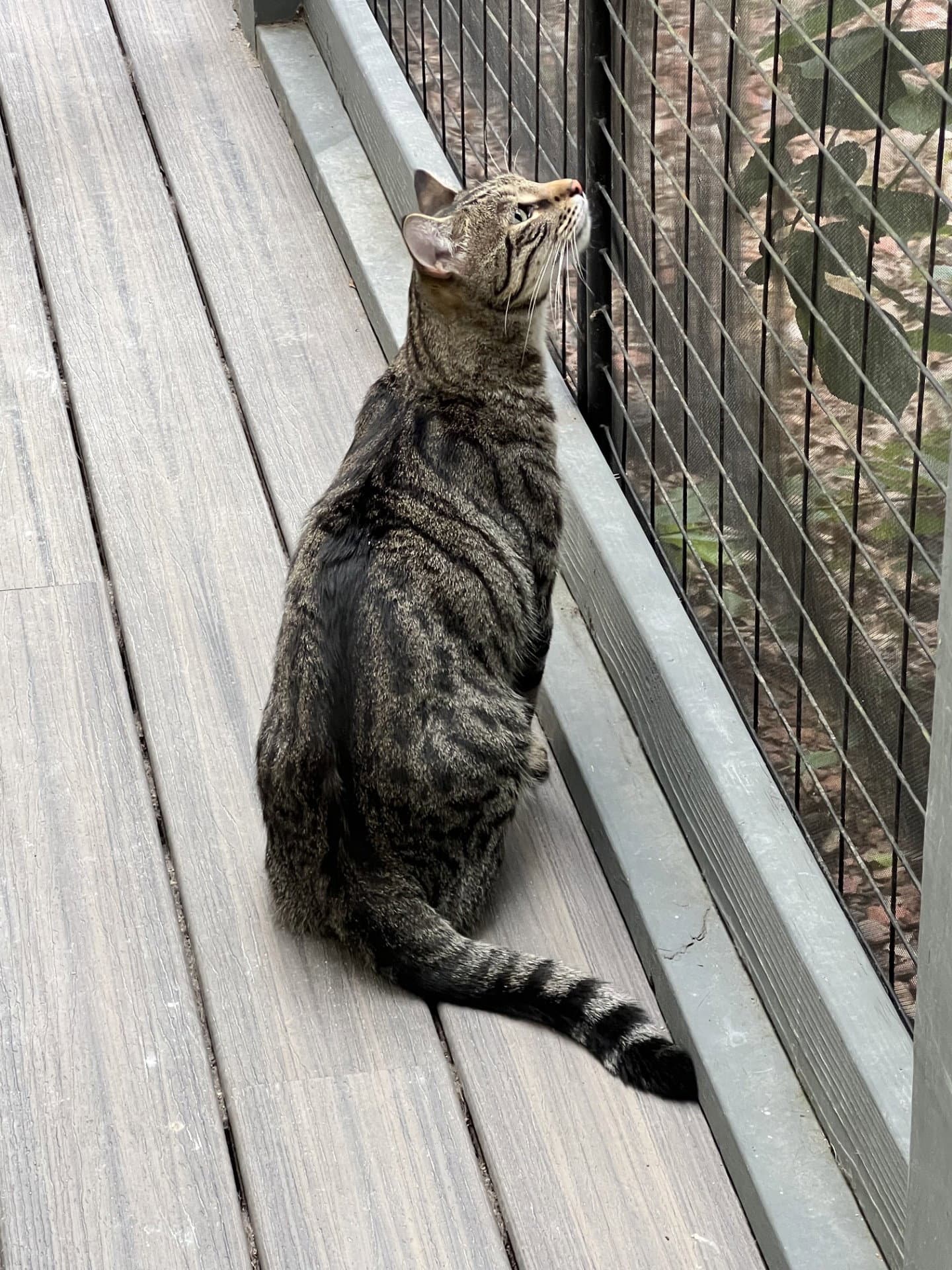 Trill - Tabby