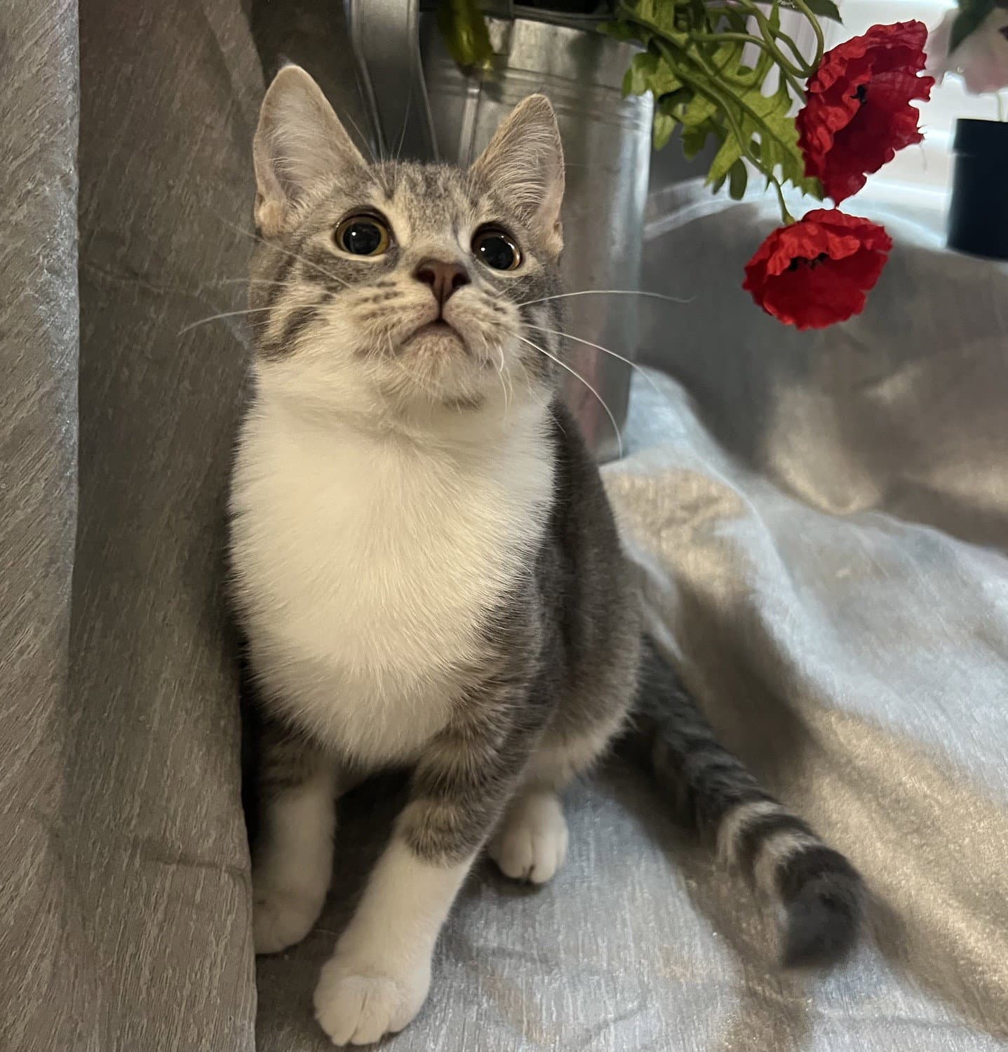 Pounce - Tabby