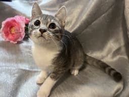 Pounce image 2