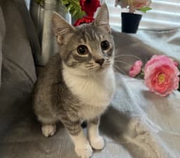 Pounce image 3