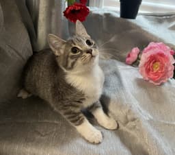 Pounce image 4