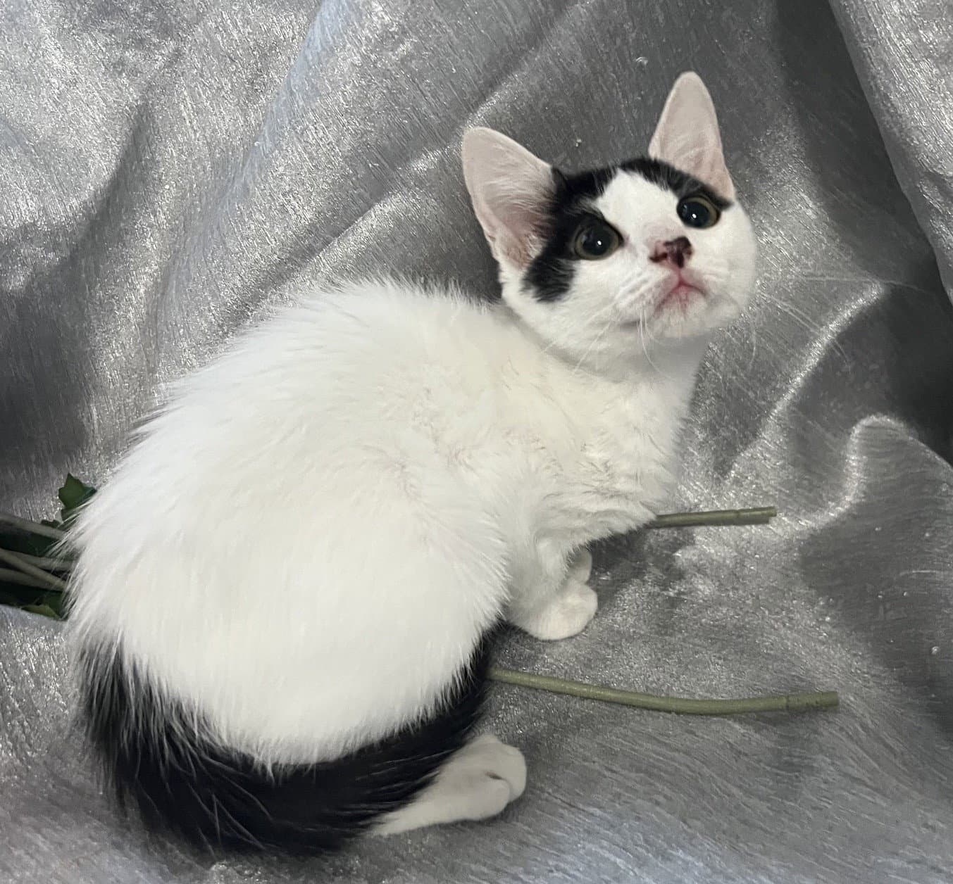 Mitzi - Domestic Short Hair
