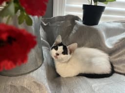 Mitzi image 2