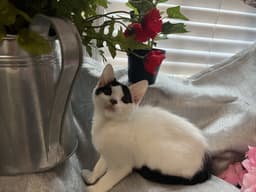 Mitzi image 3