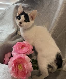 Mitzi image 4