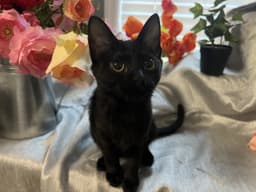 Mae image 2