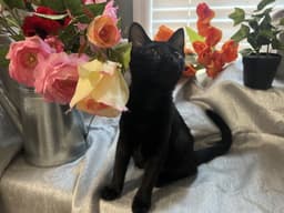 Mae image 3