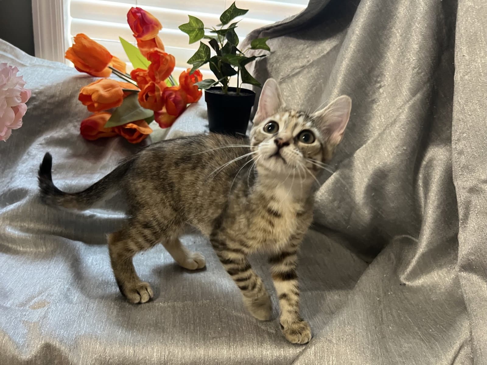 Quillie - Tabby