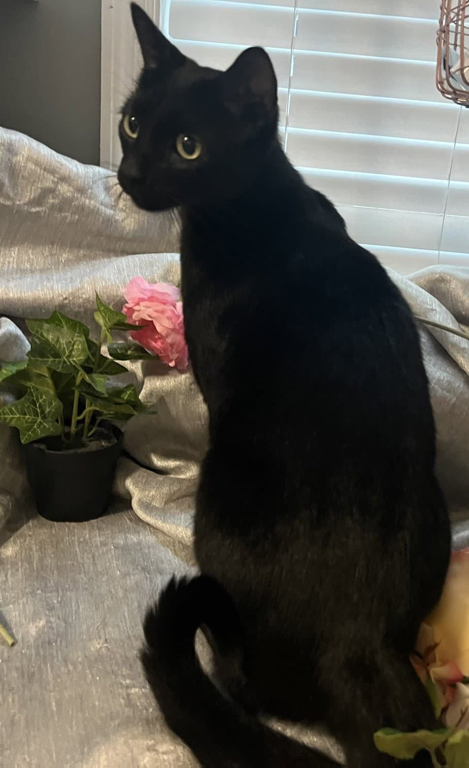 Dior- Aka Chimuelo - Domestic Short Hair
