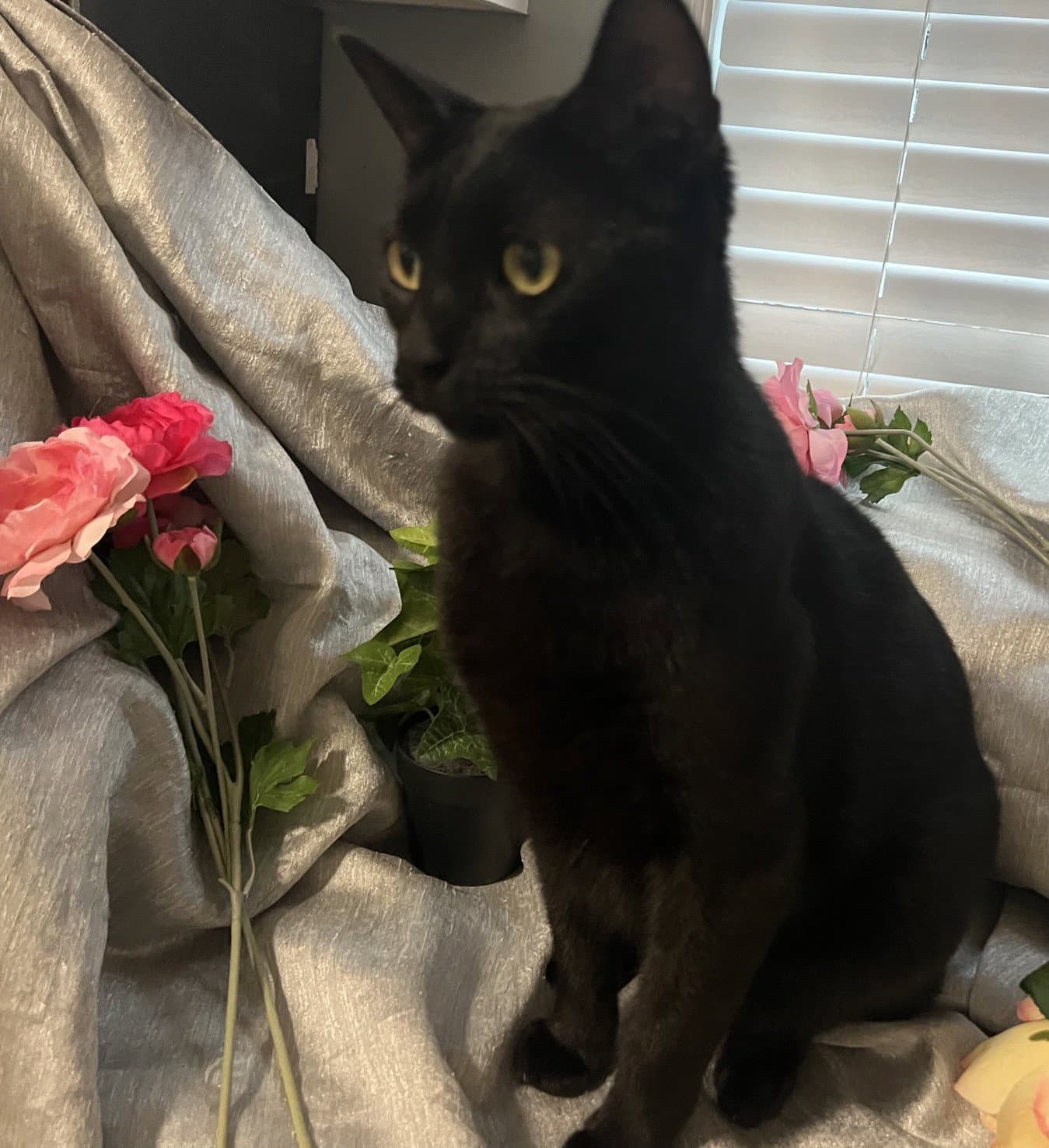 Versace-Aka Owen - Domestic Short Hair