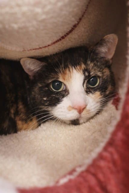 Bonita - Domestic Short Hair
