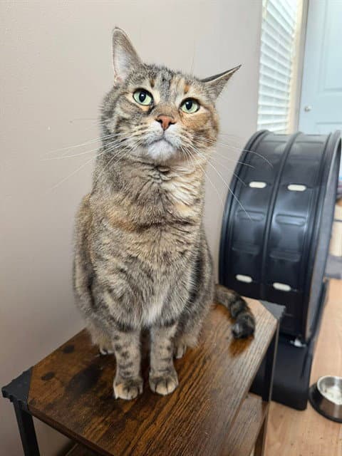 Lady - Domestic Short Hair