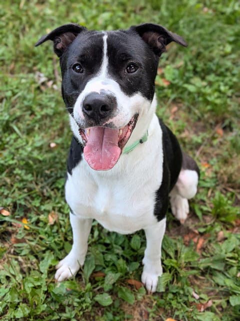 Otter - Pit Bull Terrier