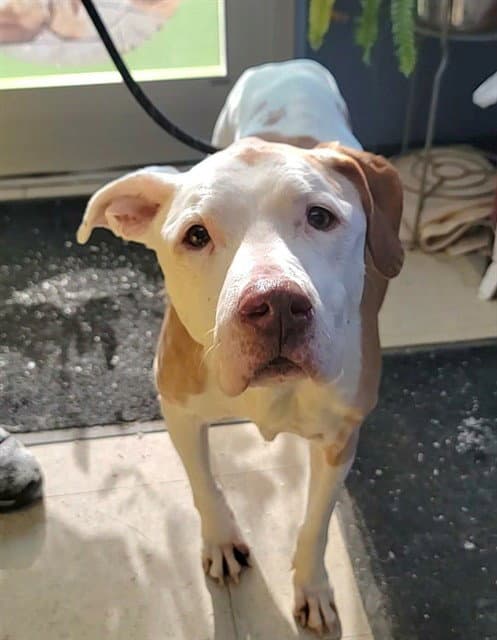 Honey - Pit Bull Terrier