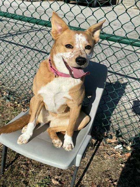 Freckles - Australian Cattle Dog/Blue Heeler