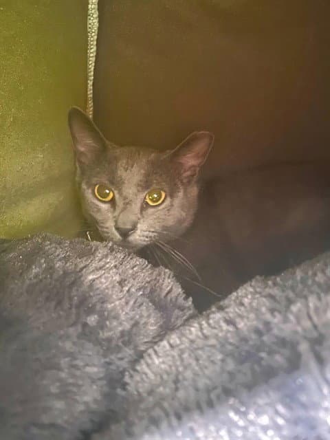 Daisy - Domestic Short Hair