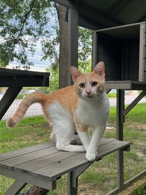 Duncan - Domestic Short Hair