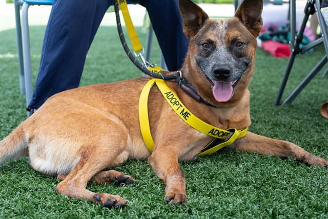 Rooster - Australian Cattle Dog/Blue Heeler