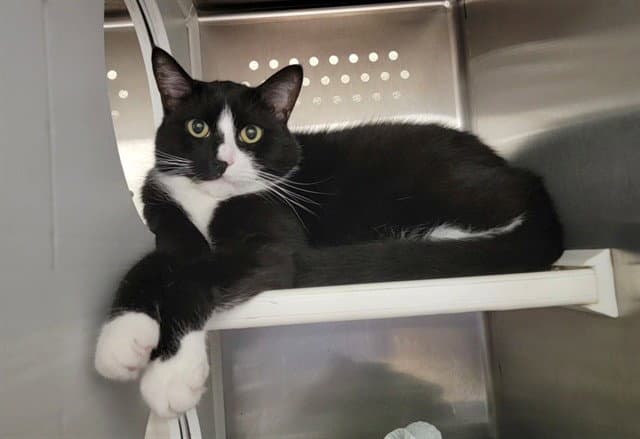 Clyde - Domestic Short Hair