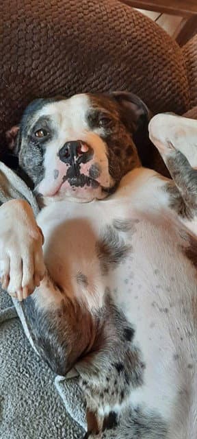 Graham - Staffordshire Bull Terrier