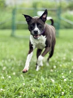 Tyson image 1
