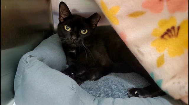Magik - Domestic Short Hair