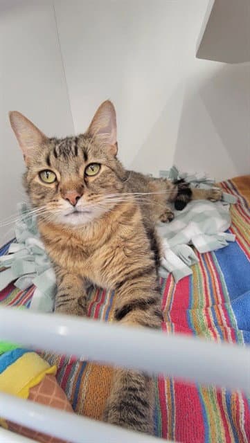Unknown - Domestic Short Hair