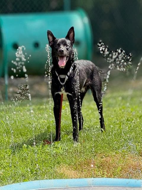 Tolkien - German Shepherd Dog